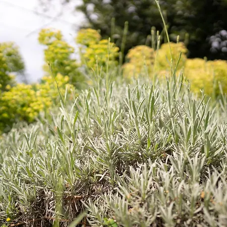 Tiny House Laurel Kostrena