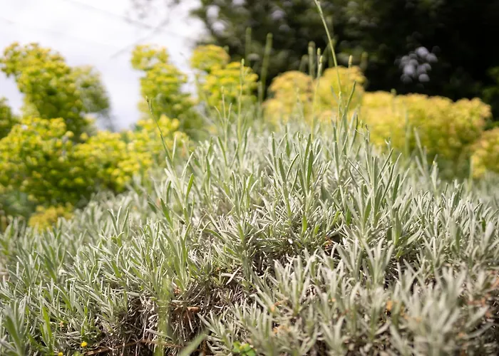 Tiny House Laurel Kostrena